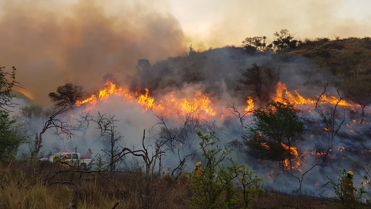 Cuanto Tarda Un Bosque En Recuperarse De Un Incendio